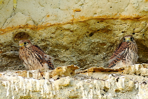 포토 JPG 해외이미지 동물 응시 유럽 야생동물 청소년 자연 조류 휴식 병아리 사람없음 컬러풀 갈색 머리 관찰 닫기 큼 먹이 깃털 싱글 생물학 부리 육식동물 사냥꾼 계산서 내추럴 동물상 떠남 해외202004 해외포토 직업 시선 교육 나라 컬러 컨셉 모션 사람 신체부위 조형물 크기 생태계 파일형식 이미지허브