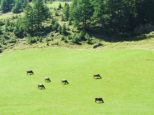 포토 JPG 해외이미지 동물 풍경 사람없음 초록색 가축 껍질 소 방목 방향 해외202004 해외포토 컬러 포유류 축산업 파일형식 이미지허브