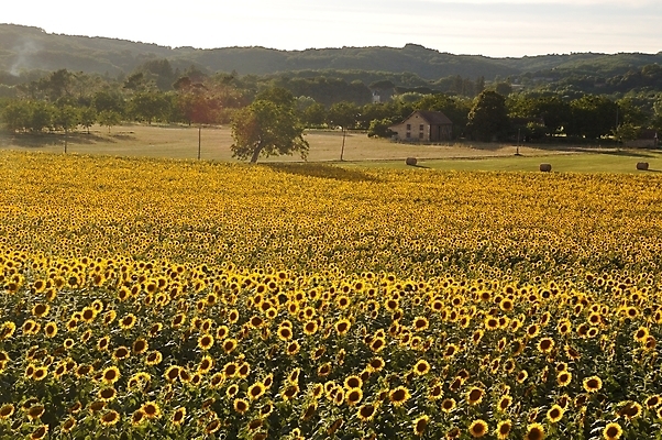 포토 JPG 해외이미지 식물 계절 꽃 밭 농업 자연 해바라기 씨앗 사람없음 농작물 컬러풀 태양 노란색 에너지 프랑스 벚꽃 해외202004 해외포토 자연요소 유럽 산업 컬러 생태계 파일형식 이미지허브