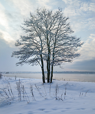 포토 JPG 해외이미지 주간 나무 겨울 자연 사람없음 야외 눈 겨울풍경 해외202004 눈덮임 해외포토 자연요소 식물 계절 컨셉 날씨 풍경 생태계 파일형식 이미지허브