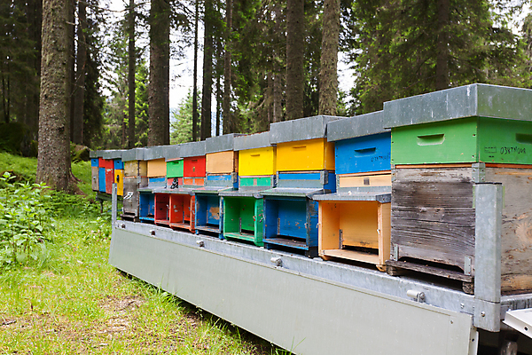 포토 JPG 해외이미지 나무 동물 야생동물 선 곤충 농업 자연 산 주택 사람없음 야외 목재 초록색 파란색 농장 노란색 이탈리아 흰색 시골 소나무 숲 알프스 꿀 벌집 삼림지대 식민지 양봉 양봉장 해외202004 해외포토 식물 유럽 산업 컬러 재료 건물 생태계 파일형식 이미지허브