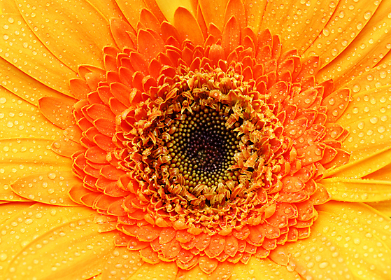 포토 JPG 해외이미지 식물 1 디자인 계절 꽃잎 꽃 백그라운드 꽃무늬 오렌지 자연 추상 해바라기 사람없음 장식 여름 컬러풀 노란색 유행 정원 봄 벚꽃 흰색 신선 큼 묘사 싱글 질감 데이지 슛 꽃가루 거베라 내추럴 해외202004 해외포토 컬러 무늬 과일 크기 가루 생태계 파일형식 이미지허브