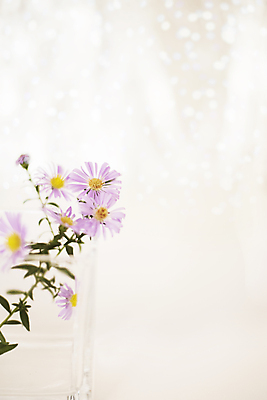 포토 JPG 해외이미지 식물 계절 꽃잎 꽃 분홍색 꽃다발 백그라운드 꽃무늬 자연 아침 추상 주택 오리 국화 선물 사람없음 초록색 여름 빛 태양 정원 벚꽃 흰색 신선 신용카드 우아함 닫기 묘사 질감 데이지 보케 부드러움 캐모마일 몽환 해외202004 해외포토 주간 자연요소 컬러 컨셉 무늬 모션 조류 건물 금융 감각 허브 생태계 파일형식 이미지허브