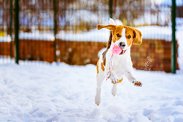 포토 JPG 해외이미지 행복 겨울 공 사람없음 야외 초록색 파란색 친구 반려동물 달리기 정원 에너지 개 귀 비글 기르기 해외202004 해외포토 동물 계절 감정 컬러 포유류 관계 모션 신체부위 돌봄 파일형식 이미지허브