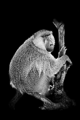 포토 JPG 해외이미지 동물 응시 행복 아시아 얼굴 야생동물 백그라운드 포유류 아프리카 자연 생물 털 흑백 앉기 사람없음 야외 머리 검은색 흰색 원숭이 표현 잡기 닫기 숲 작음 모피 입술 유인원 내추럴 고립 해외202004 해외포토 시선 감정 나라 컬러 모션 촬영기법 신체부위 크기 생태계 파일형식 이미지허브