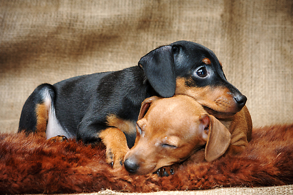 포토 JPG 해외이미지 스튜디오촬영 동물 2 포유류 실내 사람없음 빨간색 반려동물 갈색 검은색 가축 미니어처 개 강아지 작음 만족 송곳니 기르기 미니 유래 해외202004 해외포토 감정 컬러 내부 모형 치아 크기 돌봄 파일형식 이미지허브