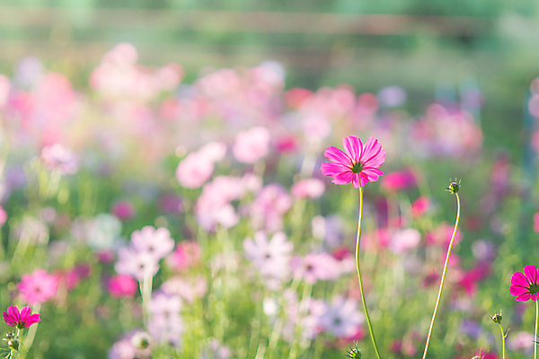 포토 JPG 해외이미지 식물 꽃잎 꽃 백그라운드 꽃무늬 밭 자연 사람없음 야외 가로 초록색 여름 파란색 노란색 정원 봄 벚꽃 흰색 개화 선택 원예 부드러움 내추럴 깊이 블러 해외202004 해외포토 계절 컬러 컨셉 무늬 농업 취미 감각 생태계 파일형식 이미지허브