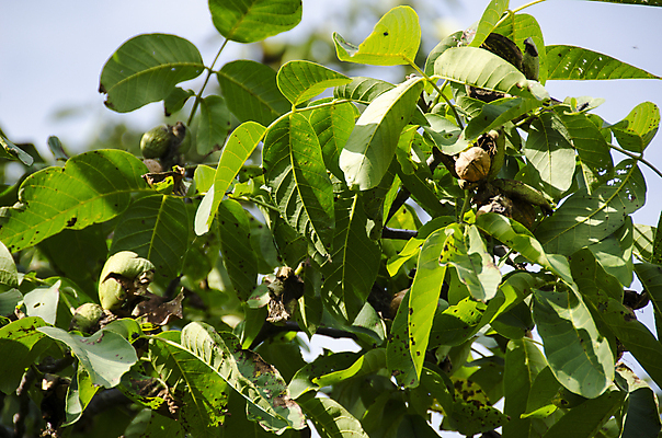 포토 JPG 해외이미지 나무 식물 음식 잎 농업 과일 자연 사람없음 초록색 여름 농장 가을 나뭇가지 호두 내추럴 밭일 숙성 해외202004 해외포토 계절 산업 컬러 견과류 생태계 파일형식 이미지허브