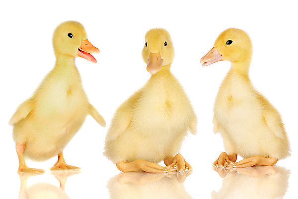 포토 JPG 해외이미지 동물 행복 날개 발 휴식 오리 함께함 3 서기 앉기 사람없음 친구 반려동물 농장 노란색 걷기 그룹 깃털 물갈퀴 계산서 해외202004 해외포토 감정 컬러 컨셉 농업 관계 모션 조류 신체부위 파일형식 이미지허브