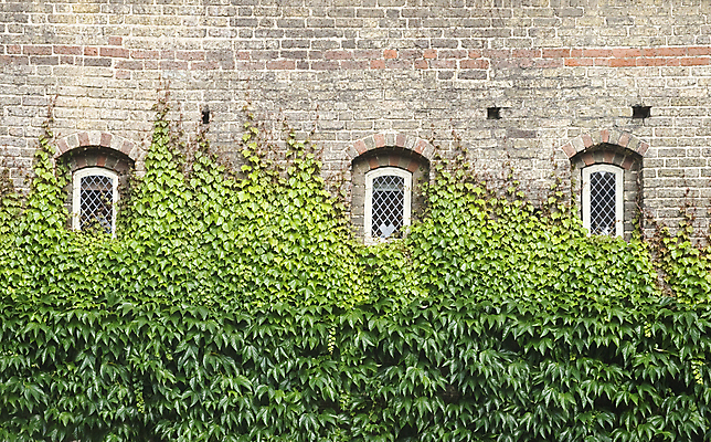 포토 JPG 해외이미지 식물 1 외관 벽 잎 패턴 건축양식 창문 자연 추상 벽돌 주택 3 사람없음 야외 건물 가로 초록색 여름 햇빛 맑음 덮개 중세 아치 질감 오르기 포도나무 아이비 수도원 구식 옛날 해외202004 해외포토 건축물 계절 건축 컬러 무늬 모션 날씨 태양 뚜껑 역사 과일나무 생태계 파일형식 이미지허브