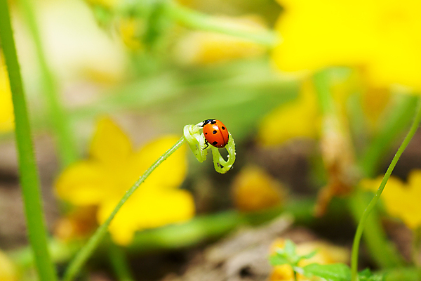 포토 JPG 해외이미지 식물 동물 1 꽃 곤충 백그라운드 잎 자연 앉기 잔디 사람없음 야외 빨간색 초록색 물 여름 태양 걷기 검은색 봄 산책 활발 신선 점 원형 칼날 닫기 벌레 이슬 작음 허브 딱정벌레 무당벌레 해외202004 해외포토 자연요소 도형 계절 컬러 컨셉 모션 휴식 크기 생태계 파일형식 이미지허브