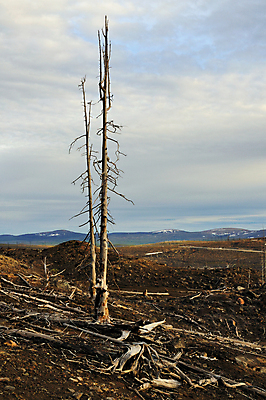 포토 JPG 해외이미지 나무 식물 자연 건조 경사 사람없음 목재 환경 죽음 숲 언덕 부식 생태학 옛날 해외202004 해외포토 교육 재료 생태계 파일형식 이미지허브