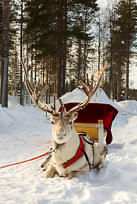 포토 JPG 해외이미지 동물 전통 계절 야생동물 백그라운드 크리스마스 겨울 포유류 자연 휴가 사슴 털 뿔 이벤트 사람없음 빨간색 머리 추위 흰색 축하 12월 북극 코 기회 북쪽 주둥이 노엘 순록 암사슴 엘크 총구 클라우스 해외202004 해외포토 기념일 컬러 컨셉 신체부위 날짜 암컷 극지방 방향 생태계 파일형식 이미지허브
