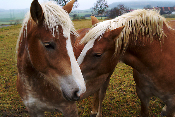 포토 JPG 해외이미지 동물 백그라운드 밭 포유류 가족 자연 하늘 엄마 털 사람없음 야외 가로 초록색 파란색 반려동물 농장 갈색 머리 일출 목장 흰색 시골 땅 귀 장면 갈기 돌봄 방목장 해외202004 해외포토 컬러 농업 관계 모션 신체부위 노을 생태계 파일형식 이미지허브