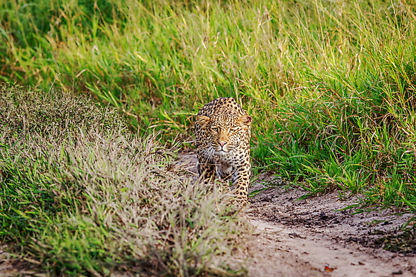 포토 JPG 해외이미지 동물 척추동물 응시 공원 야생동물 여행 포유류 아프리카 자연 친절 털 사람없음 야외 힘 행성 운전 게임 황무지 보호 위험 큼 모피 심볼 사파리 속도 육식동물 사냥꾼 표범 내추럴 사바나 전국 해외202004 해외포토 직업 시선 공공시설 나라 컨셉 모션 놀이 우주 크기 생태계 파일형식 이미지허브