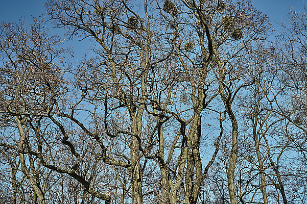 포토 JPG 해외이미지 나무 식물 유럽 자연 하늘 사람없음 파란색 가을 나뭇가지 묘사 나무껍질 폴란드 해외202004 해외포토 계절 나라 컬러 껍질 생태계 파일형식 이미지허브