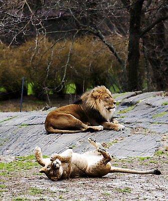 포토 JPG 해외이미지 동물 여자 남자 모래 포유류 동물원 사람없음 쌓기 고양이 사자 왕 롤 위치 갈기 해외202004 해외포토 모션 사람 반려동물 파일형식 이미지허브