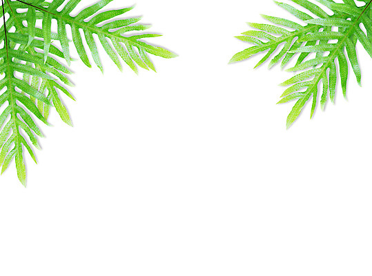 포토 JPG 해외이미지 모양 식물 백그라운드 잎 패턴 자연 사람없음 장식 초록색 환경 정원 봄 성장 흰색 나뭇가지 신선 열대우림 내추럴 고립 생태학 양치류 해외202004 해외포토 나무 계절 교육 컬러 무늬 숲 생태계 파일형식 이미지허브