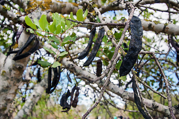 포토 JPG 해외이미지 나무 식물 잎 농업 과일 재료 콩 매달리기 사람없음 야외 초록색 농장 신선 지중해 포르투갈 날것 메뚜기 꼬투리 숙성 식용 해외202004 해외포토 유럽 산업 바다 컬러 곤충 모션 곡류 파일형식 이미지허브