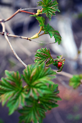 포토 JPG 해외이미지 나무 식물 줄기 잎 자연 새로움 사람없음 야외 초록색 환경 봄 활발 성장 나뭇가지 신선 4월 시작 해외202004 해외포토 계절 컬러 컨셉 날짜 생태계 파일형식 이미지허브
