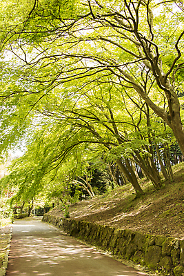 포토 JPG 해외이미지 나무 식물 계절 공원 길 낙엽 잎 자연 풍경 사람없음 야외 목재 초록색 여름 빛 햇빛 태양 환경 정원 맑음 침묵 봄 나뭇가지 시골 신선 숲 오솔길 순수 장면 나무껍질 지역 내추럴 평야 해외202004 해외포토 자연요소 공공시설 컬러 컨셉 재료 날씨 소리 껍질 생태계 파일형식 이미지허브
