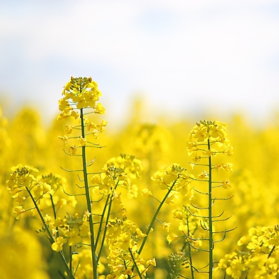 포토 JPG 해외이미지 식물 꽃 밭 농업 자연 풍경 사람없음 야외 농장 노란색 환경 성장 벚꽃 시골 황금 땅 묘사 카놀라 해외202004 해외포토 산업 컬러 생태계 파일형식 이미지허브