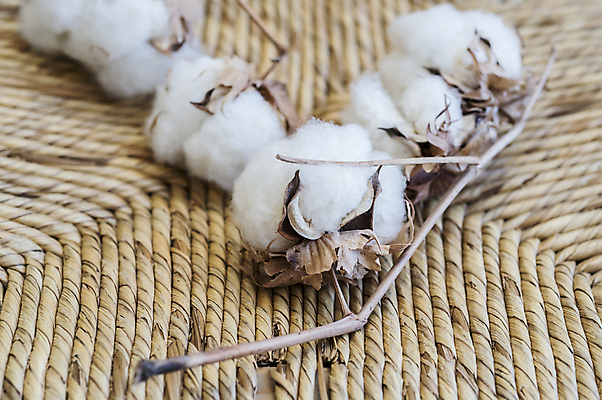 포토 JPG 해외이미지 식물 꽃잎 꽃 줄기 농업 공 사람없음 성장 벚꽃 흰색 직물 면 유기농 날것 부드러움 섬유 솜털 내추럴 세련 해외202004 해외포토 웰빙 산업 컬러 감각 파일형식 이미지허브