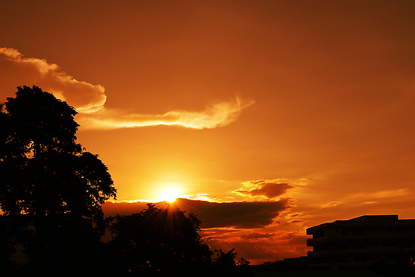 포토 JPG 해외이미지 나무 구름 실루엣 자연 하늘 풍경 사람없음 여름 햇빛 태양 황혼 일몰 스카이라인 수평선 해외202004 해외포토 자연요소 식물 계절 촬영기법 노을 생태계 파일형식 이미지허브
