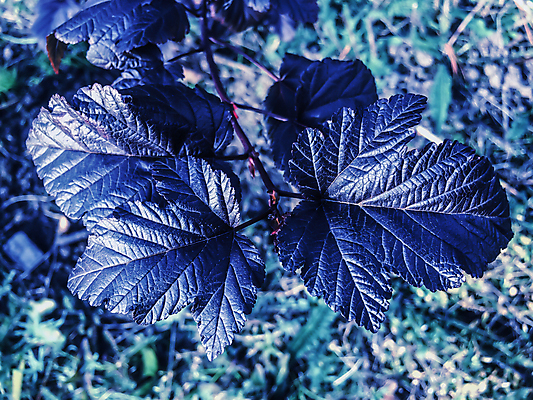 포토 JPG 해외이미지 나무 식물 디자인 계절 공원 벽 백그라운드 잎 꽃무늬 패턴 자연 추상 건강 풍경 사람없음 야외 초록색 물 여름 빛 환경 정원 검은색 봄 젖음 성장 신선 닫기 차 떨어짐 묘사 유기농 질감 내추럴 해외202004 해외포토 자연요소 웰빙 공공시설 꽃 음료 컬러 컨셉 무늬 모션 생태계 파일형식 이미지허브