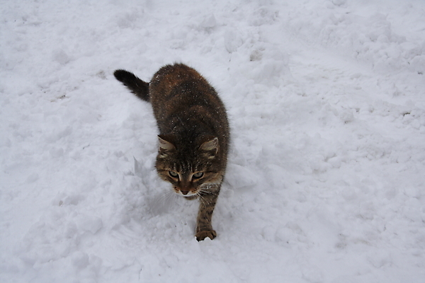 포토 JPG 해외이미지 동물 겨울 자연 털 사람없음 반려동물 고양이 추위 흰색 시력 해외202004 해외포토 계절 컬러 포유류 생태계 파일형식 이미지허브