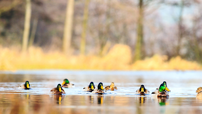 포토 JPG 해외이미지 나무 동물 공원 남자 야생동물 백그라운드 겨울 날개 자연 조류 하늘 동물원 앉기 풍경 사람없음 야외 빨간색 초록색 물 여름 파란색 컬러풀 갈색 노란색 평화 검은색 봄 흰색 나뭇가지 숲 작음 깃털 부리 내추럴 동물상 해외202004 해외포토 자연요소 식물 계절 공공시설 컬러 컨셉 모션 사람 조형물 크기 생태계 파일형식 이미지허브