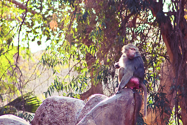 포토 JPG 해외이미지 동물 1 계절 공원 얼굴 여행 백그라운드 포유류 아프리카 자연 생물 털 동물원 이집트 종류 미술 동양인 풍경 사람없음 야외 초록색 갈색 환경 원숭이 표현 숲 모피 먹기 유인원 포트폴리오 해외202004 해외포토 공공시설 나라 컬러 모션 문화예술 인종 신체부위 생태계 파일형식 이미지허브