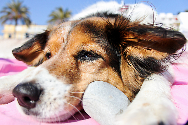 포토 JPG 해외이미지 동물 모래 놀이 하늘 휴식 사람없음 반려동물 바위 개 해외202004 해외포토 컨셉 포유류 돌_바위 파일형식 이미지허브