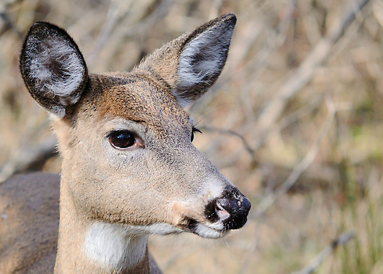 포토 JPG 해외이미지 동물 여자 야생동물 포유류 자연 사슴 사람없음 야외 숲 암사슴 해외202004 해외포토 사람 암컷 생태계 파일형식 이미지허브