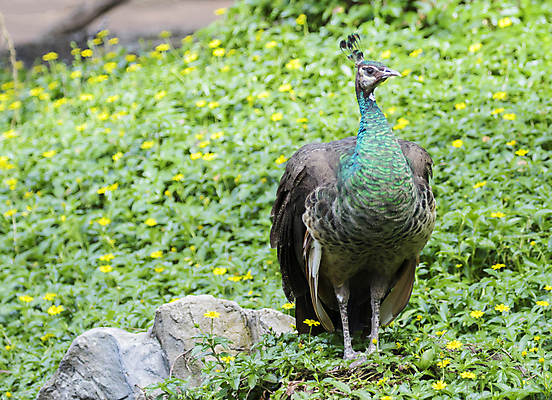 포토 JPG 해외이미지 공원 동물원 사람없음 야외 펼침 우아함 공작 숲 깃털 꼬리 해외202004 해외포토 공공시설 컨셉 모션 조류 파일형식 이미지허브
