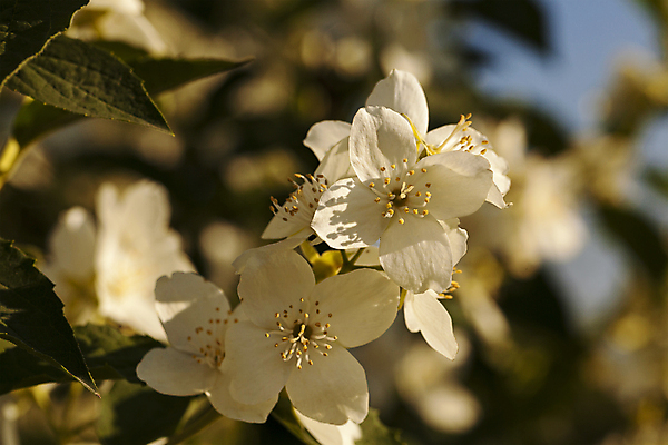 포토 JPG 해외이미지 나무 식물 계절 꽃잎 꽃 잎 꽃무늬 자연 새로움 사람없음 야외 초록색 여름 햇빛 머리 새싹 정원 봄 성장 흰색 나뭇가지 신선 개화 냄새 문학 부드러움 꽃수술 해외202004 해외포토 컬러 컨셉 무늬 신체부위 태양 감각 생태계 파일형식 이미지허브
