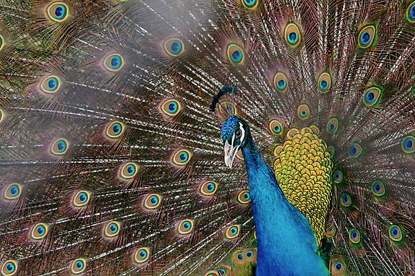 포토 JPG 해외이미지 동물 남자 야생동물 백그라운드 패턴 날개 자연 조류 사람없음 장식 초록색 파란색 컬러풀 머리 활발 펼침 의식 우아함 공작 깃털 묘사 즐거움 질감 꼬리 부리 번짐 보여주기 동물상 터키석 해외202004 해외포토 감정 컬러 컨셉 무늬 모션 사람 신체부위 조형물 보석 생태계 파일형식 효과 이미지허브