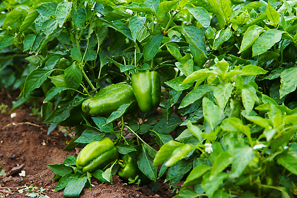 포토 JPG 해외이미지 식물 계절 음식 줄기 잎 농업 채소 건강 사람없음 초록색 정원 종 신선 향신료 날것 후추 숙성 채식주의자 해외202004 해외포토 산업 컬러 채식 향미료 파일형식 이미지허브