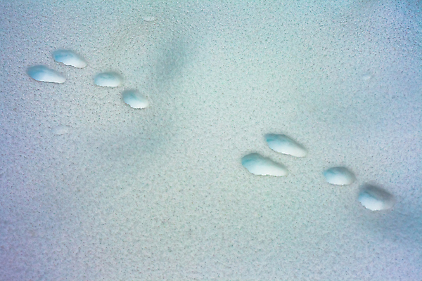 포토 JPG 해외이미지 모양 동물 계절 길 백그라운드 겨울 패턴 포유류 자국 표면 추상 부활절 생물 사람없음 야외 달리기 점프 얼음 추위 흰색 신선 인쇄 발자국 순수 질감 부드러움 솜털 단계 대각선 선로 설피 자취 해외202004 해외포토 자연요소 기념일 선 컬러 컨셉 무늬 모션 감각 파일형식 이미지허브