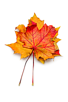 포토 JPG 해외이미지 나무 디자인 백그라운드 단풍 낙엽 잎 자연 건조 사람없음 빨간색 컬러풀 갈색 노란색 가을 9월 부드러움 10월 해외202004 해외포토 식물 계절 컬러 감각 날짜 생태계 파일형식 이미지허브