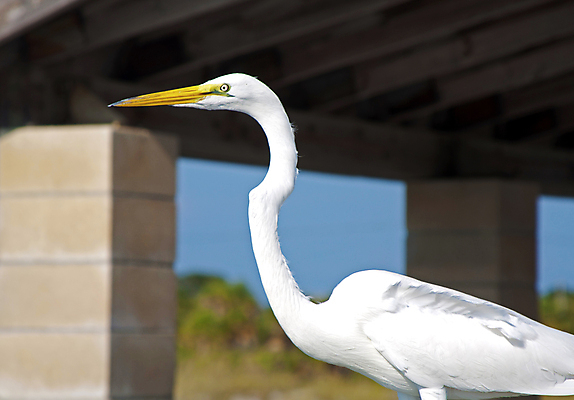 포토 JPG 해외이미지 동물 1 야생동물 바다 섬 북아메리카 날개 자연 조류 하늘 서기 풍경 사람없음 야외 파란색 햇빛 평화 환경 미국 침묵 흰색 황무지 큼 왜가리 깃털 싱글 부리 목 서식지 계산서 내추럴 동물상 혼자 플로리다 해외202004 해외포토 컬러 컨셉 모션 아메리카 신체부위 태양 조형물 소리 크기 생태계 파일형식 이미지허브