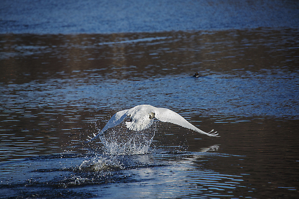포토 JPG 해외이미지 동물 1 유럽 야생동물 겨울 모션 자연 조류 노르웨이 사람없음 야외 물 파란색 강 머리 얼음 펼침 젖음 추위 흰색 우아함 떨어짐 큼 깃털 부리 백조 목 이륙 물새 내추럴 동물상 벙어리 스칸디나비아 웅장함 해외202004 해외포토 자연요소 계절 나라 컬러 컨셉 신체부위 조형물 크기 생태계 파일형식 이미지허브