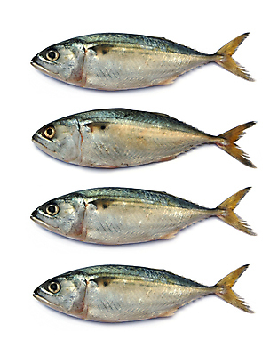 포토 JPG 해외이미지 동물 음식 바다 재료 자연 낚시 연체동물 건강 어류 요리 사람없음 주방 식당 식사 저녁식사 신선 시장 맛 그릴 은색 참치 먹기 해산물 준비 날것 좁은 지느러미 태평양 고립 단백질 민물 생식 오메가 해외202004 해외포토 컬러 컨셉 모션 주방용품 레저 무척추동물 상점 수중동물 생태계 영양소 파일형식 이미지허브