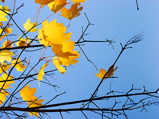 포토 JPG 해외이미지 나무 계절 공원 백그라운드 단풍 낙엽 잎 오렌지 자연 따뜻함 사람없음 야외 파란색 컬러풀 햇빛 노란색 환경 맑음 활발 가을 나뭇가지 시골 황금 숲 러시아 10월 해외202004 해외포토 식물 공공시설 유럽 컬러 컨셉 과일 날씨 태양 날짜 생태계 파일형식 이미지허브