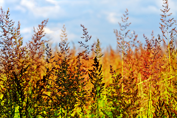 포토 JPG 해외이미지 식물 공원 백그라운드 패턴 밭 자연 풍경 잔디 사람없음 야외 초록색 여름 우주 환경 정원 봄 활발 성장 신선 칼날 원예 질감 내추럴 땅바닥 그리너리 완전 해외202004 해외포토 계절 공공시설 컬러 컨셉 무늬 농업 바닥 취미 생태계 파일형식 트랜드컬러 이미지허브