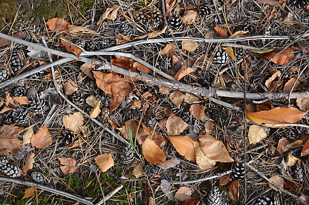 포토 JPG 해외이미지 나무 식물 계절 공원 백그라운드 단풍 잎 오렌지 자연 사람없음 빛 컬러풀 햇빛 노란색 일몰 가을 나뭇가지 황금 숲 질감 내추럴 해외202004 해외포토 공공시설 컬러 과일 태양 노을 생태계 파일형식 이미지허브