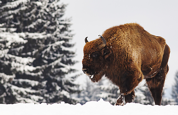 포토 JPG 해외이미지 동물 응시 계절 남자 유럽 야생동물 백그라운드 겨울 밭 포유류 자연 뿔 서기 풍경 사람없음 야외 목재 갈색 머리 달러 힘 추위 흰색 황무지 소 군중 숲 큼 들소 황소 멸종 무거움 양모 동물상 와이오밍 전국 해외202004 해외포토 나무 시선 나라 컬러 돈 농업 재료 모션 사람 신체부위 조형물 직물 무게 크기 생태계 파일형식 이미지허브