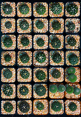 포토 JPG 해외이미지 식물 꽃 백그라운드 선인장 건조 씨앗 사람없음 장식 초록색 놀이방 사막 성장 냄비 위험 작음 큼 내추럴 수목 해외202004 해외포토 컬러 컨셉 솥 크기 파일형식 이미지허브