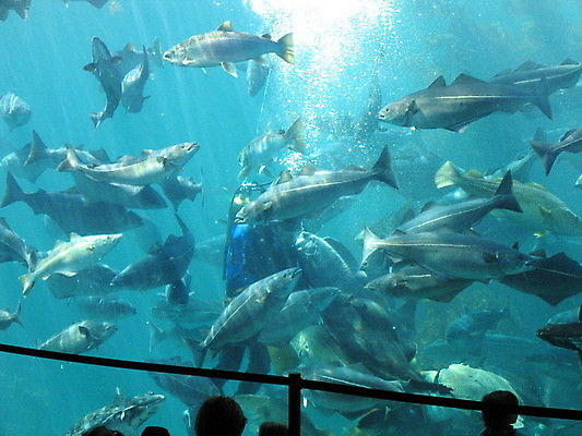 포토 JPG 해외이미지 실루엣 여러마리 실내 어류 한명 사람 파란색 울타리 수중 잠수부 수족관 잠수복 아쿠아리움 해외202004 해외포토 1 옷 컬러 다수 촬영기법 내부 담장 수중동물 전문직 파일형식 이미지허브