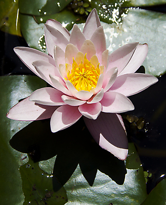 포토 JPG 해외이미지 식물 계절 꽃잎 꽃 호수 백그라운드 잎 꽃무늬 자연 사랑 사람없음 초록색 물 태양 반사 평화 환경 정원 봄 벚꽃 연못 닫기 그늘 심플 치수 장면 카피스페이스 해외202004 해외포토 자연요소 감정 컬러 컨셉 무늬 모션 공백 생태계 파일형식 이미지허브